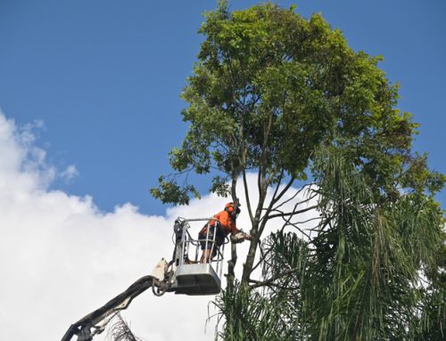 Is Your HOA Butchering Your Neighborhood Trees? What Homeowners Need to Know
